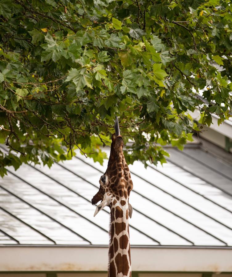 Quentin Zoo Hotel Amsterdam Luaran gambar